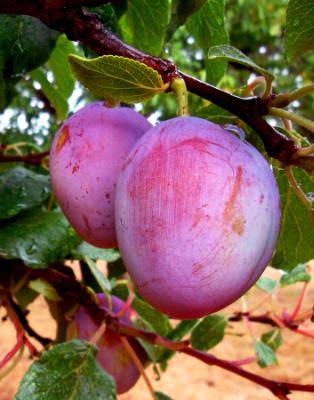 Ripening Ripening