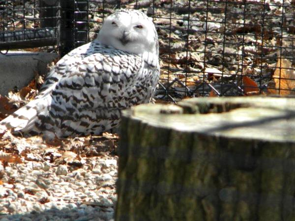 Snowy Owl