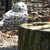 Snowy Owl