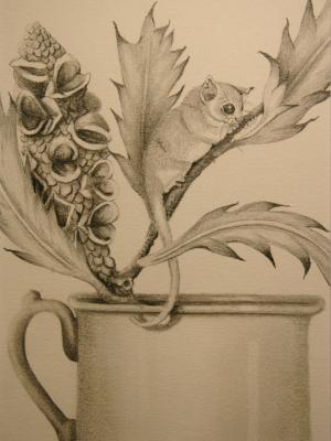  Pencil Drawing featuring Pigmy Possums SOLD