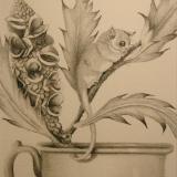  Pencil Drawing featuring Pigmy Possums SOLD