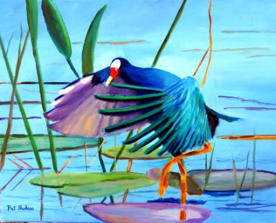 Purple Gallinule Purple Gallinule