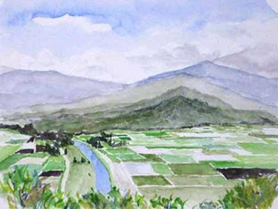 Hanalei Valley Taro Fields