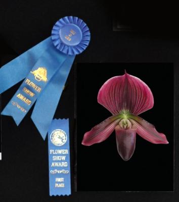 Best of Show - Naples Flower Show Award - 2017