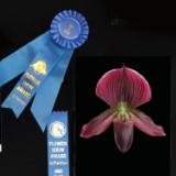 Best of Show - Naples Flower Show Award - 2017