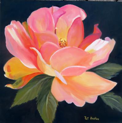 Pink and white rose 20x20 oil SOLD Pink and white rose 20x20 oil SOLD