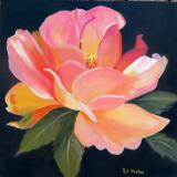 Pink and white rose   20x20   oil SOLD