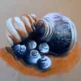 Shells