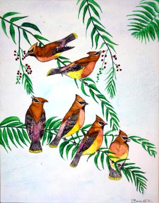 “Cedar Waxwings” “Cedar Waxwings”