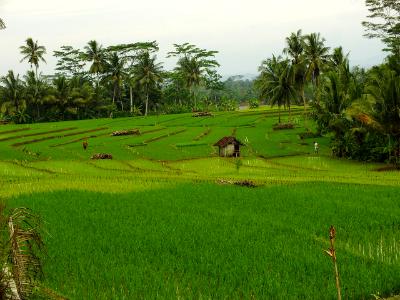 green rice