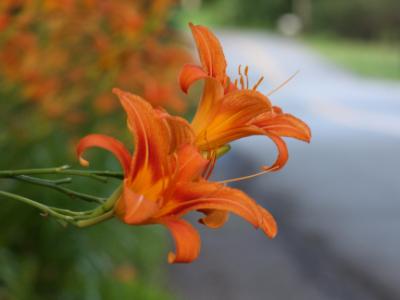 Tigerlilies Tigerlilies