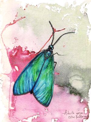 Cistus Forest Moth Cistus Forest Moth