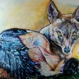 Black Back Jackal