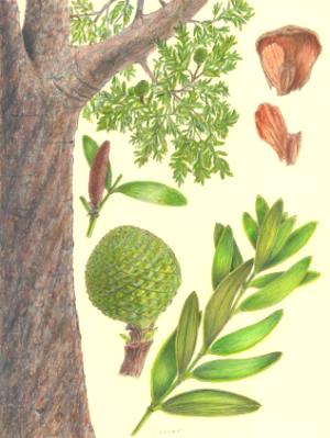 Kauri tree