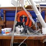 Boat pooch