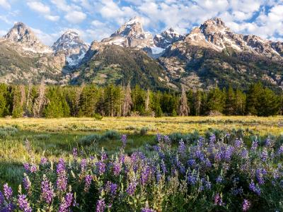 Grand Teton Lupine Grand Teton Lupine