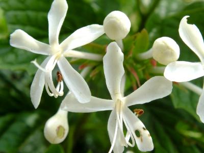 white flower white flower