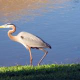 Florida Flora & Fauna Florida Flora & Fauna