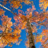 Colorful Aspen Treetops