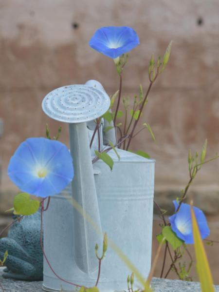 Watering Can