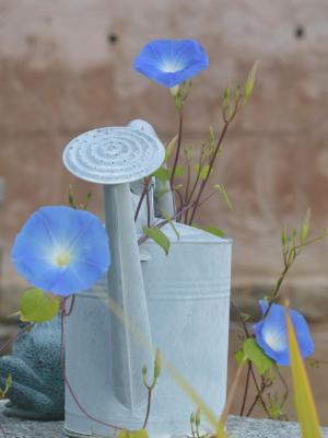 Watering Can