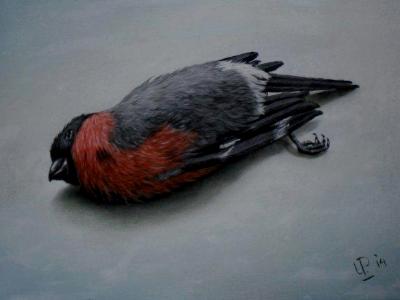 Bullfinch Bullfinch