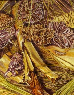 Commission Life Cycle of a Pine Cone Commission Life Cycle of a Pine Cone