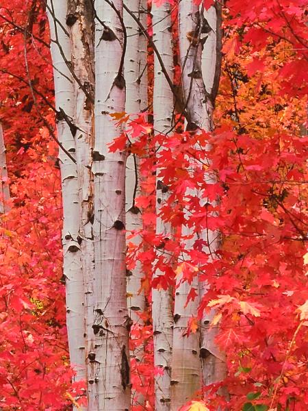 Fall beauty Wasatch mtn park