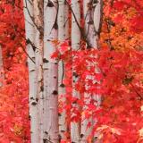 Fall beauty Wasatch mtn park