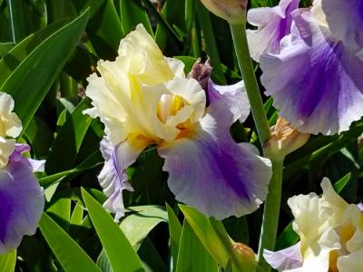 Irises