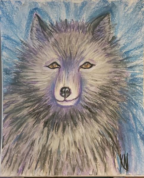 Silver Fox Portrait 