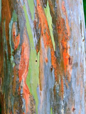 Rainbow Eucalyptus Bark Rainbow Eucalyptus Bark