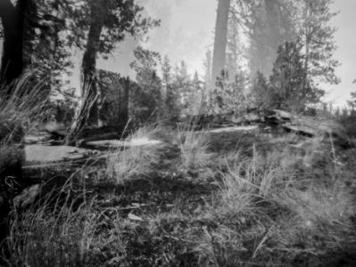 Trees, DBL Exp Trees, DBL Exp
