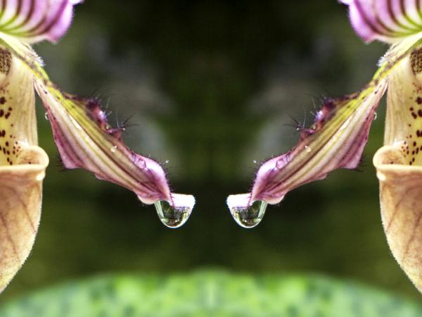 Water Drop