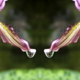 Water Drop