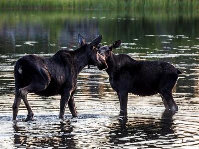 Mother and Son Moose Moment Mother and Son Moose Moment