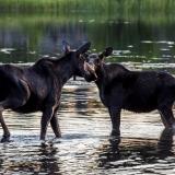 Mother and Son Moose Moment