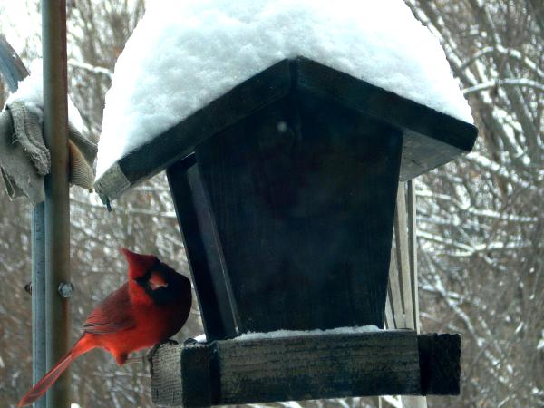 Cardinal at Feeder