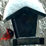 Cardinal at Feeder