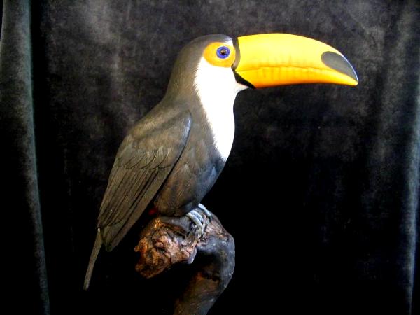 Toco Toucan