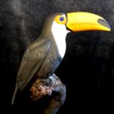 Toco Toucan