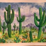 Saguaro Forest