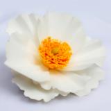 Matilija Poppy