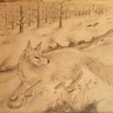 Arctic Fox in a Boreal Forest