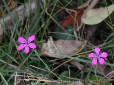 Pink Pinwheels