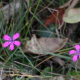 Pink Pinwheels