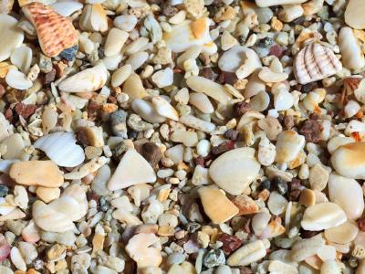 Playa Conchal Shells Playa Conchal Shells