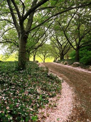 Cherry Walk Cherry Walk