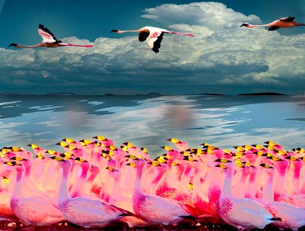 Falmingos