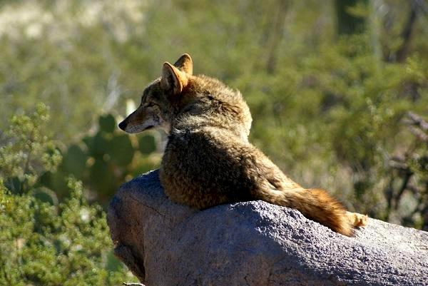 Waiting for the Roadrunner